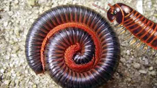 Millipede Prevention