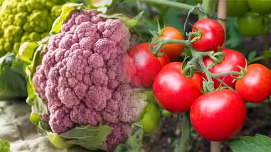 Tomato and Cauliflowe