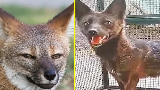 Fox dog hybrid animal