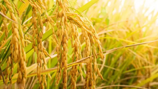 Paddy Field of Hooghly