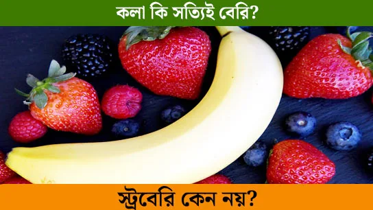 Strawberries are not berries