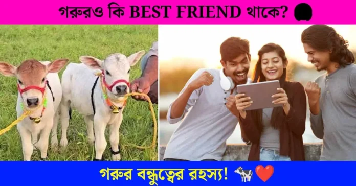 Cows have best friends – দুই গরুর বন্ধুত্বের আশ্চর্য তথ্য