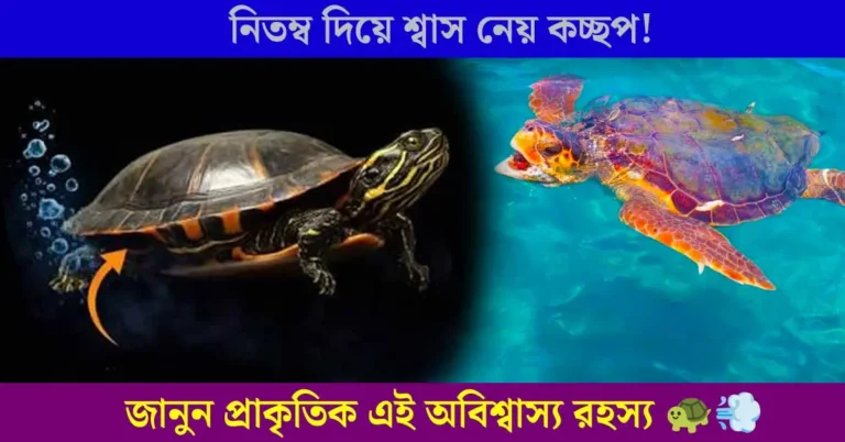 অবাক সত্যি! কচ্ছপ কি সত্যিই নিতম্ব দিয়ে শ্বাস নেয়? জানুন অদ্ভুত এই মেকানিজমের রহস্য
