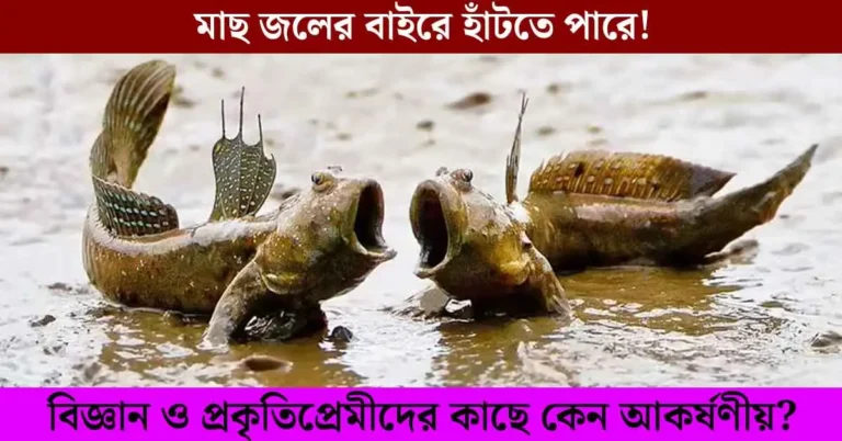 কিছু মাছ জলের বাইরে হাঁটতে পারে! কীভাবে সম্ভব এই অবিশ্বাস্য ক্ষমতা?